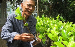 Hàng nghìn nhà vườn ở ĐBSCL đổ xô mua cây giống đặc sản