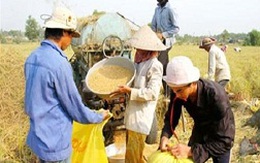 Gạo Việt Nam: Đứng đầu nhưng chưa có thương hiệu