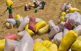 Mua tạm trữ 1 triệu tấn gạo: Giá lúa vẫn thấp và khó tiêu thụ