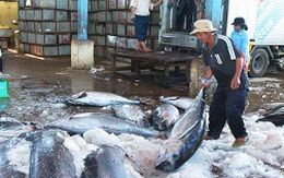 Xuất khẩu cá ngừ đang giảm mạnh