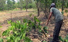 Nông dân chặt bỏ vườn cacao