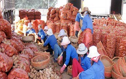 Khoai tây “độc” Trung Quốc qua cửa khẩu - Lọt lưới vì kiểm tra xác suất(?!)