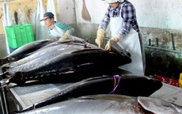 Sớm chứng nhận sản phẩm cá ngừ vằn đạt chuẩn