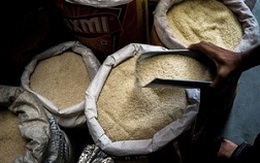 Dự báo thế giới sẽ không có đủ gạo vào năm 2050