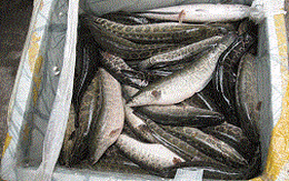 Bắt giữ 2 tấn cá quả nhập từ Trung Quốc về Hà Nội