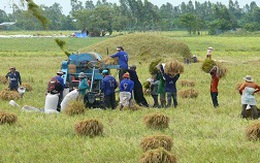 20 năm vẫn chưa thay đổi quy cách gạo xuất khẩu