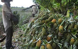 Thương lái Trung Quốc "ào ào" mua dứa xanh