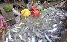 Giá cá tra giảm: người nuôi lỗ, doanh nghiệp không mặn mà