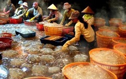 Thanh Hóa: Ngư dân thu nhập hơn 70 tỷ đồng từ vụ sứa