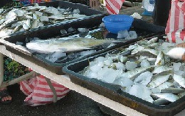 Singapore khan hiếm cá biển