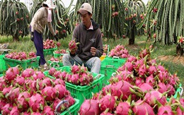 Đi tìm "siêu trái cây" Việt Nam để làm giàu