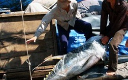 Giá cá ngừ có thể tăng do doanh nghiệp Nhật tới khảo sát