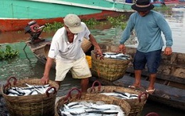 Nhiều ngư dân Cà Mau trúng đậm vụ khai thác biển