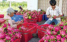 Chợ Việt Nam không có thanh long Trung Quốc