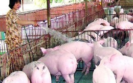 Thương lái Trung Quốc mua gom lợn nhiều mỡ bất thường