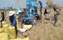 Giá gạo tăng, hàng loạt hợp đồng cung cấp gạo bị hủy