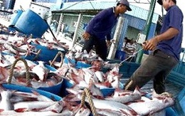 Giảm lượng xuất khẩu cá tra để tránh nguy cơ bị lỗ
