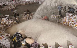 Thương nhân xuất khẩu gạo: Phải có vùng nguyên liệu?