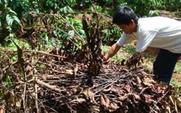 Phân bón kém chất lượng lũng đoạn thị trường Tây Nguyên