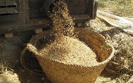 FAO: Giá lương thực toàn cầu có thể tiếp tục giảm