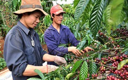 Xuất khẩu cà phê, hạt điều được gia hạn nợ