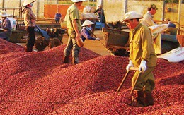 Những hạn chế trong xuất khẩu cà phê 