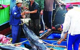 Xuất khẩu cá ngừ gặp khó vì "đói" nguyên liệu