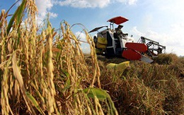 Thiếu thương hiệu gạo VN xuất khẩu: Không do thiếu lúa giống chất lượng