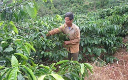 Vấn đề tái canh khiến nông dân trồng cà phê đau đầu