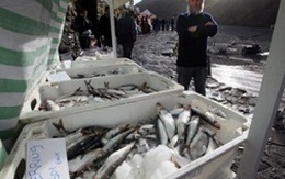 EU cấm nhập khẩu cá trích, cá thu từ quần đảo Faroe