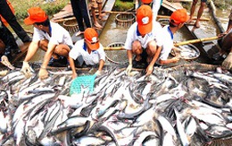 Nhiều doanh nghiệp tạm ngưng xuất khẩu cá tra