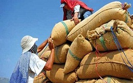 VFA kiến nghị thu mua tạm trữ thêm 300.000 tấn gạo