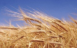 Nông dân Úc làm giá lúa mì