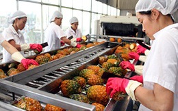 Tiềm ẩn rủi ro, xuất khẩu rau quả vào Trung Quốc vẫn tăng
