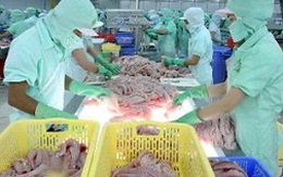 Hoa Kỳ lại áp thuế cao với cá tra, cá basa Việt Nam