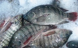 Giá cá rô phi đông lạnh tăng kỷ lục