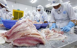 Trung Quốc tăng xuất khẩu cá da trơn và nhập khẩu cá tra Việt Nam