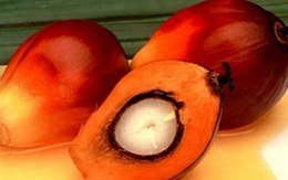 Giá dầu cọ đi xuống do nhu cầu từ Trung Quốc giảm