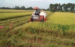 Tạo độ bền cho xuất khẩu gạo