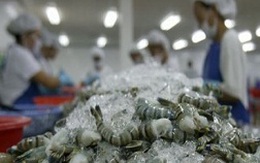 Việt Nam không bán phá giá tôm trên thị trường Mỹ