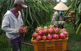 Thanh long rộng đường ra thế giới