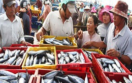 Ngư dân Bình Thuận trúng đậm vụ cá Nam
