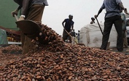 Giá cacao tăng do nhu cầu chocolate tăng cao kỷ lục