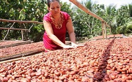 Bến Tre: Giá cacao tăng mạnh trở lại
