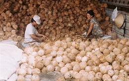 Xuất khẩu dừa khô tăng mạnh
