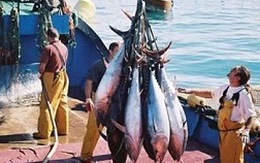 Ngành cá ngừ Châu Âu lo ngại về khả năng của Philippines