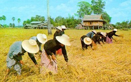 Bất chấp thiệt hại, Thái Lan vẫn theo đuổi chương trình thế chấp lúa gạo