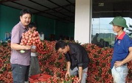 Nông dân vẫn “mắc bẫy” thương lái Trung Quốc