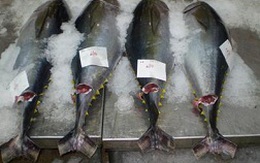 Xuất khẩu cá ngừ của Việt Nam sang ASEAN nhiều biến động