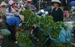 Hà Nội: Mưa bão, rau xanh khan hiếm vì bị găm hàng